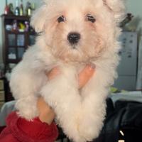 Maltese