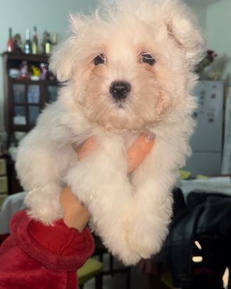 Maltese