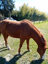 Cavalla bravissima americana