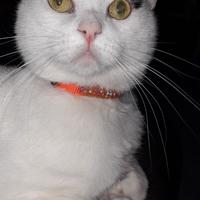 Animali