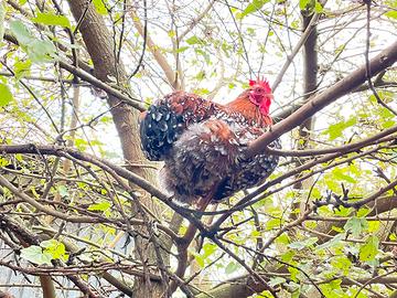 Coppia cocincina millefiori