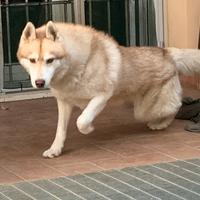 Siberian Husky per Momta