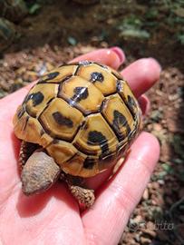 Tartarugh baby Hermann boetger