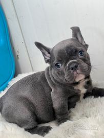 Bulldog francese