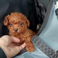 Barboncina minitoy femminuccia red