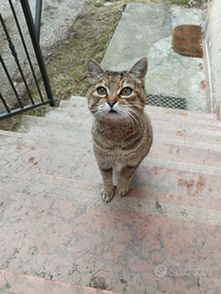 Dono gatta sterilizzata