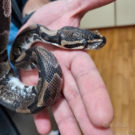 Pitone reale ancestrale