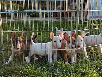 Bull terrier cuccioli