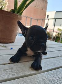 Due mesi, bulldog francese 350 Catania