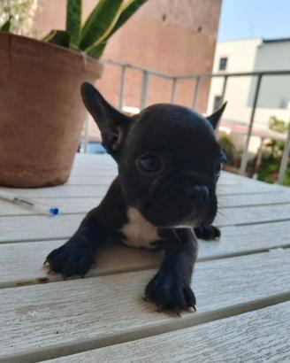 Due mesi, bulldog francese 350 Catania