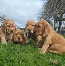 Stupendi Cocker Spaniel Inglesi (maschi)