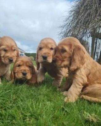 Stupendi Cocker Spaniel Inglesi (maschi)