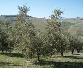 Raccolta Olive