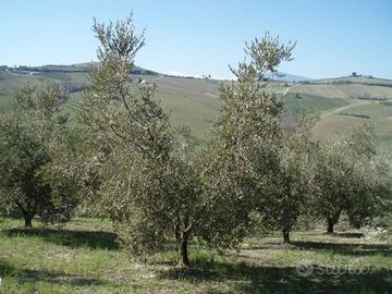 Raccolta Olive