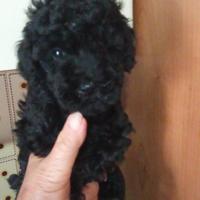 Barboncino Total black