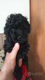 Barboncino Total black