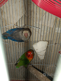 Inseparabili