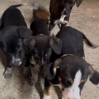 Cane corso e maremmano