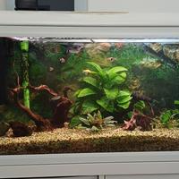 acquario 