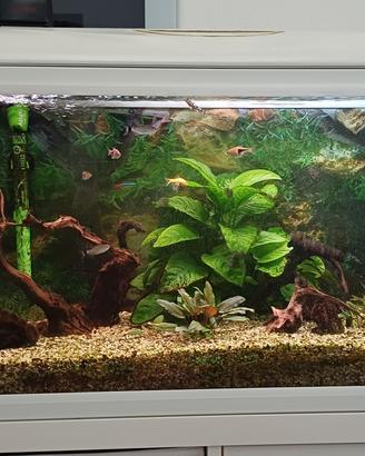 acquario 