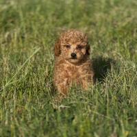 Cucciolo barbone toy