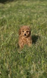 Cucciolo barbone toy