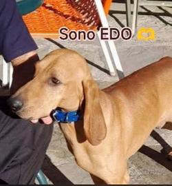 EDO IL SEGUGIO in adozione