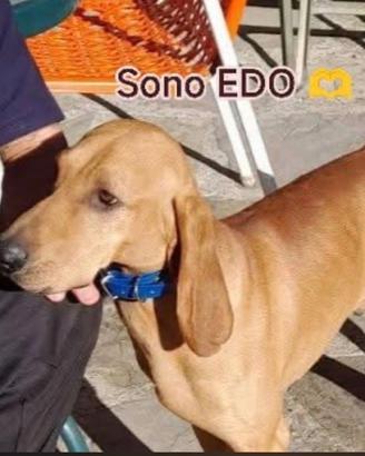 EDO IL SEGUGIO in adozione