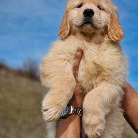 Cuccioli di Golden Americano - Femminuccia