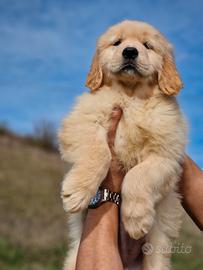 Cuccioli di Golden Americano - Femminuccia