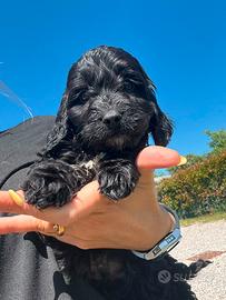 Max cucciolo di cockapoo