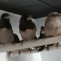 Passeri del Giappone