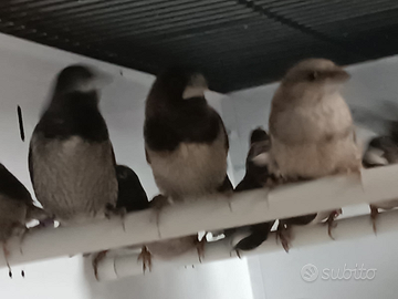 Passeri del Giappone