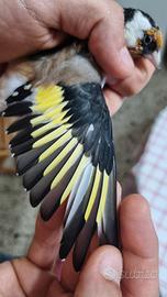 Cardellino major maschio anno 2023