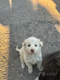 Cuccioli mamma maremmano