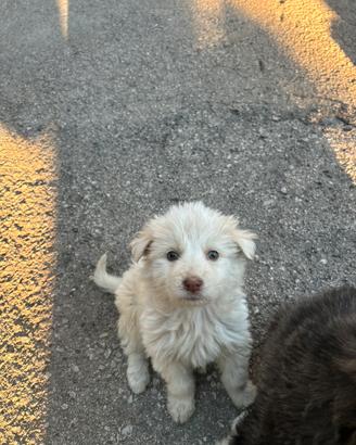 Cuccioli mamma maremmano