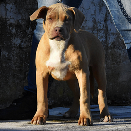 Cucciole di American Bully XL