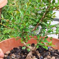 bonsai melograno 
