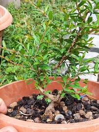 bonsai melograno 