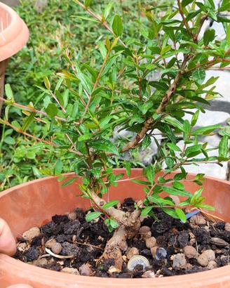 bonsai melograno 