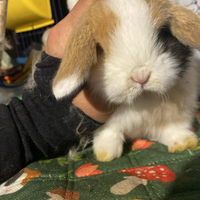 Cuccioli coniglio minilop split e bianchi