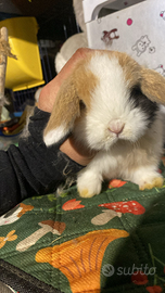 Cuccioli coniglio minilop split e bianchi