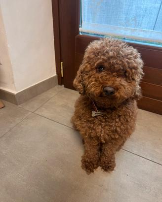 Barboncino red toy-nano per monta