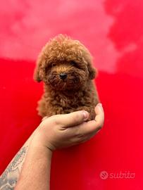 Barboncino Mini Toy Maschio - Colore Albicocca