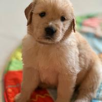 Cuccioli di golden retriever
