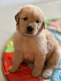 Cuccioli di golden retriever