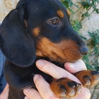 Cuccioli di cane bassotto tedesco a pelo duro