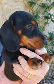 Cuccioli di cane bassotto tedesco a pelo duro