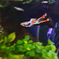 Guppi x Endler Blak Bar F1