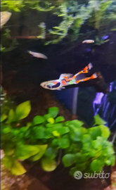 Guppi x Endler Blak Bar F1